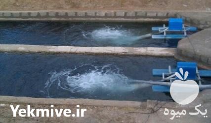 فروش انواع مختلف تجهیزات هوادهی ماهی در گروه خرید و فروش تجهیزات ماهی در یکمیوه -عکس1