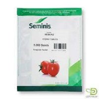 بذر گوجه فرنگی بدرو در رودبار در گروه خرید و فروش بذر گوجه در یکمیوه