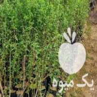 فروش ویژه نهال سبز گلدانی در گروه خرید و فروش نهال در یکمیوه