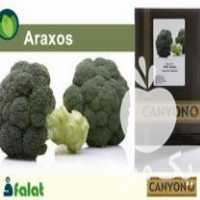 بذر کلم بروکلی آراکسوس کانیون در کرج در گروه خرید و فروش بذر صیفی جات در یکمیوه