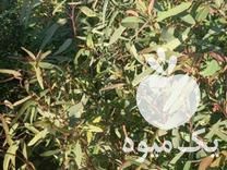 فروش نهال اکالیپتوس در گروه خرید و فروش نهال در یکمیوه -عکس1