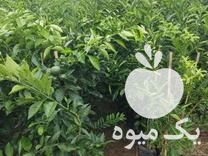قیمت خرید نهال زیر قیمت در گروه خرید و فروش نهال مرکبات در یکمیوه -عکس1