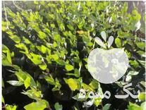 فروش نهال پسته و بادام کاغذی در رشتخوار در گروه خرید و فروش نهال پسته در یکمیوه -عکس1