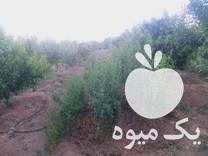 قیمت خرید نهال بادام مامایی و پویا در سامان در گروه خرید و فروش نهال بادام در یکمیوه -عکس1