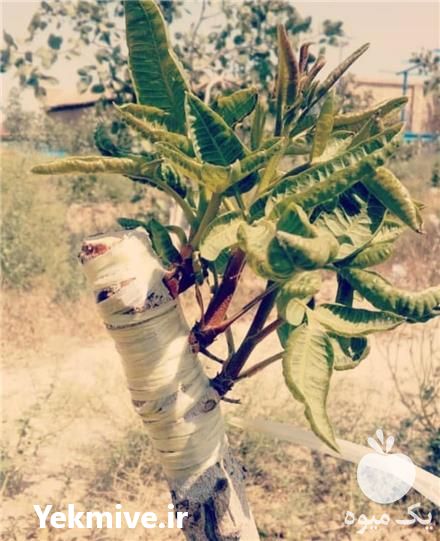 فروش پیوندک سبز نهال پسته در گروه خرید و فروش نهال پسته در یکمیوه -عکس1