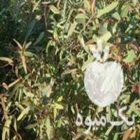 فروش نهال اکالیپتوس در گروه خرید و فروش نهال در یکمیوه