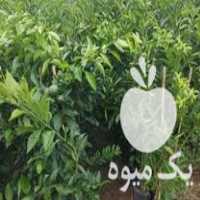 قیمت خرید نهال زیر قیمت در گروه خرید و فروش نهال مرکبات در یکمیوه