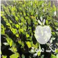 فروش نهال پسته و بادام کاغذی در رشتخوار در گروه خرید و فروش نهال پسته در یکمیوه