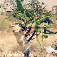 فروش پیوندک سبز نهال پسته در گروه خرید و فروش نهال پسته در یکمیوه