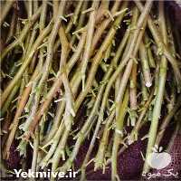 فروش خدمات پیوند نهال در گروه سایر خدمات در یکمیوه