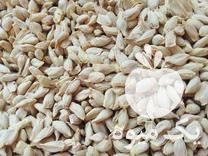 فروش بذر نارنج شسته و خشک شده در گروه خرید و فروش بذر نارنج در یکمیوه -عکس1