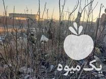 قیمت خرید نهال گردو محلی در گروه خرید و فروش نهال گردو در یکمیوه -عکس1