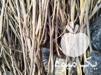 فروش نهال گردو در گروه خرید و فروش نهال گردو در یکمیوه -عکس1