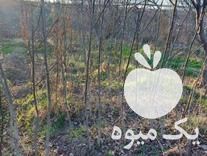 قیمت خرید انواع نهال گردو با قیمتی استثنایی در گروه خرید و فروش نهال گردو در یکمیوه -عکس1