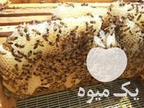 قیمت خرید زنبور عسل بهترین نژاد در گروه خرید و فروش زنبورعسل در یکمیوه -عکس1