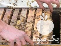 فروش کلونی زنبور عسل در گروه خرید و فروش زنبورعسل در یکمیوه -عکس1