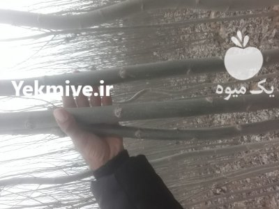 فروش صنوبر ورزگان تبریز در گروه خرید و فروش نهال در یکمیوه -عکس3