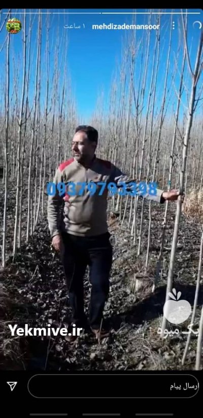 فروش صنوبر ورزگان تبریز در گروه خرید و فروش نهال در یکمیوه -عکس4