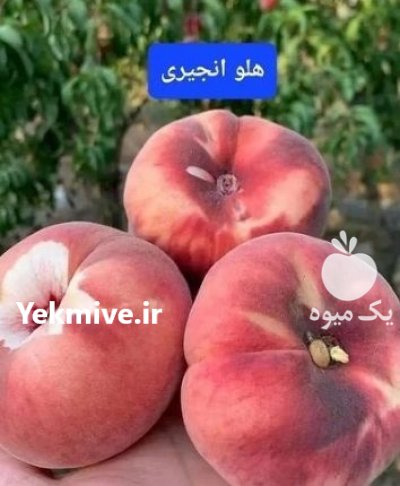 نهال اصلاح شده مهدیزاده در گروه خرید و فروش نهال اصلاح شده در یکمیوه -عکس2