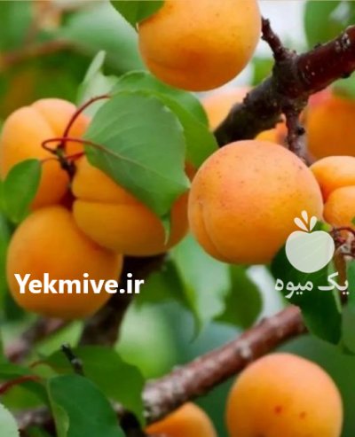 نهال اصلاح شده مهدیزاده در گروه خرید و فروش نهال اصلاح شده در یکمیوه -عکس3