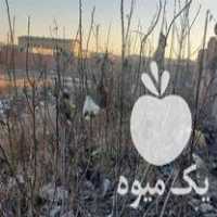 قیمت خرید نهال گردو محلی در گروه خرید و فروش نهال گردو در یکمیوه