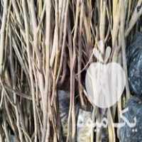 فروش نهال گردو در گروه خرید و فروش نهال گردو در یکمیوه