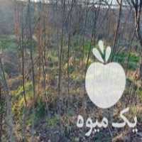 قیمت خرید انواع نهال گردو با قیمتی استثنایی در گروه خرید و فروش نهال گردو در یکمیوه