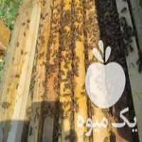 فروش زنبور عسل با قیمت استثنایی در گروه خرید و فروش زنبورعسل در یکمیوه