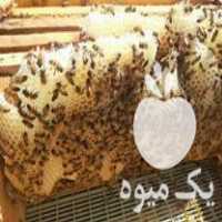 قیمت خرید زنبور عسل بهترین نژاد در گروه خرید و فروش زنبورعسل در یکمیوه