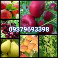 نهال اصلاح شده مهدیزاده در گروه خرید و فروش نهال اصلاح شده در یکمیوه