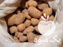 فروش بذر سیب زمینی در ابهر در گروه خرید و فروش بذر سیب زمینی در یکمیوه -عکس1