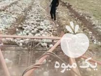 قیمت خرید انواع دستگاه پیاز کن در اصفهان در گروه خرید و فروش دستگاه سیب زمینی در یکمیوه -عکس1