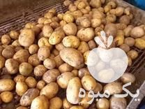 فروش بذر سیب زمینی جیلی مدل بالا 12 تن اینا در زنجان در گروه خرید و فروش بذر سیب زمینی در یکمیوه -عکس1