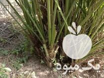 قیمت خرید پاجوش در دزفول در گروه خرید و فروش نهال در یکمیوه -عکس1