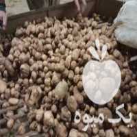 قیمت خرید سیب زمینی بذری مارفونا در دهگلان در گروه خرید و فروش سیب زمینی در یکمیوه