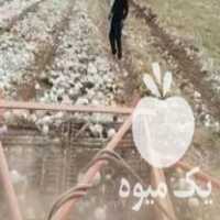 قیمت خرید انواع دستگاه پیاز کن در اصفهان در گروه خرید و فروش دستگاه سیب زمینی در یکمیوه