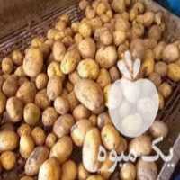 فروش بذر سیب زمینی جیلی مدل بالا 12 تن اینا در زنجان در گروه خرید و فروش بذر سیب زمینی در یکمیوه