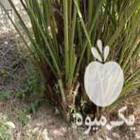 قیمت خرید پاجوش در دزفول در گروه خرید و فروش نهال در یکمیوه