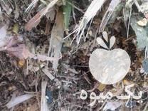 فروش ذرت علوفه دانه دار بسته بندی شده در کلاله در گروه خرید و فروش علوفه در یکمیوه -عکس1