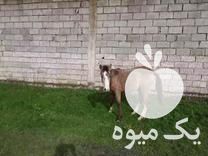 قیمت خرید یک عدد اسب در گروه اسب و الاغ خر و فروش قاطر در یکمیوه -عکس1