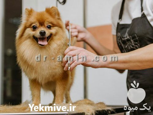 کلینیک دامپزشکی سعادت آباد در تهران در گروه مشاوره دام و طیور در یکمیوه -عکس1