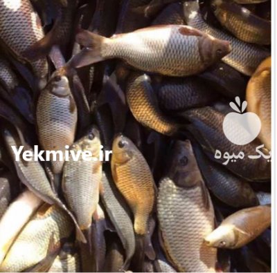 فروش عمده ماهی کپور آمور در گروه خرید و فروش انواع ماهی در یکمیوه -عکس1