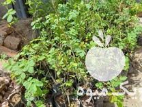 قیمت خرید نهال گل محمدی کاشان در گرگان در گروه خرید و فروش نهال گل محمدی در یکمیوه -عکس1