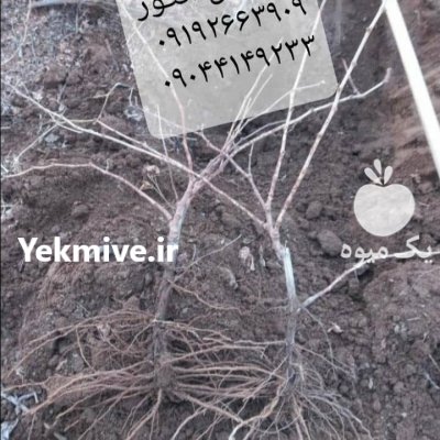 نهـالستان انگور ڤهرمانی در هرمزگان در گروه خرید و فروش نهال انگور در یکمیوه -عکس1