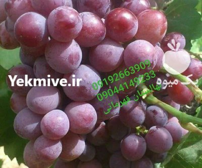نهـالستان انگور ڤهرمانی در هرمزگان در گروه خرید و فروش نهال انگور در یکمیوه -عکس2