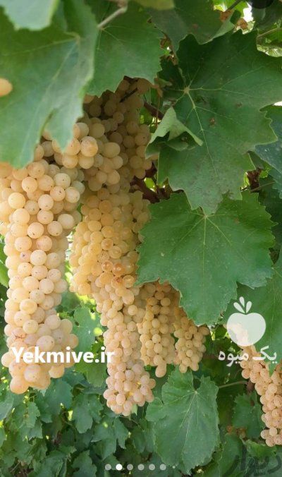 نهـالستان انگور ڤهرمانی در هرمزگان در گروه خرید و فروش نهال انگور در یکمیوه -عکس3