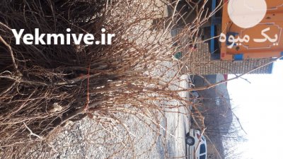 نهـالستان انگور ڤهرمانی در هرمزگان در گروه خرید و فروش نهال انگور در یکمیوه -عکس4