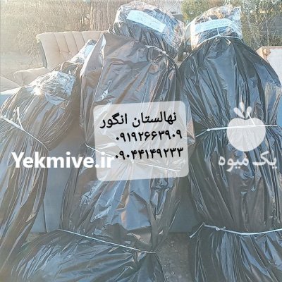 نهالستان انگور قهرمانی در گروه خرید و فروش نهال اصلاح شده در یکمیوه -عکس1