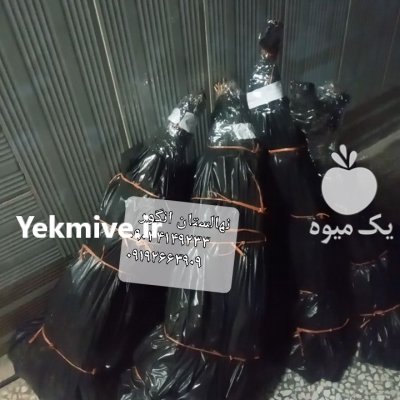 نهالستان انگور قهرمانی در گروه خرید و فروش نهال اصلاح شده در یکمیوه -عکس2
