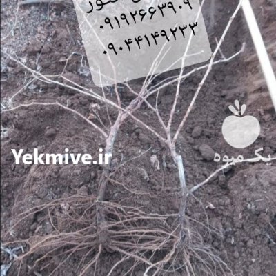 نهالستان انگور قهرمانی در گروه خرید و فروش نهال اصلاح شده در یکمیوه -عکس3